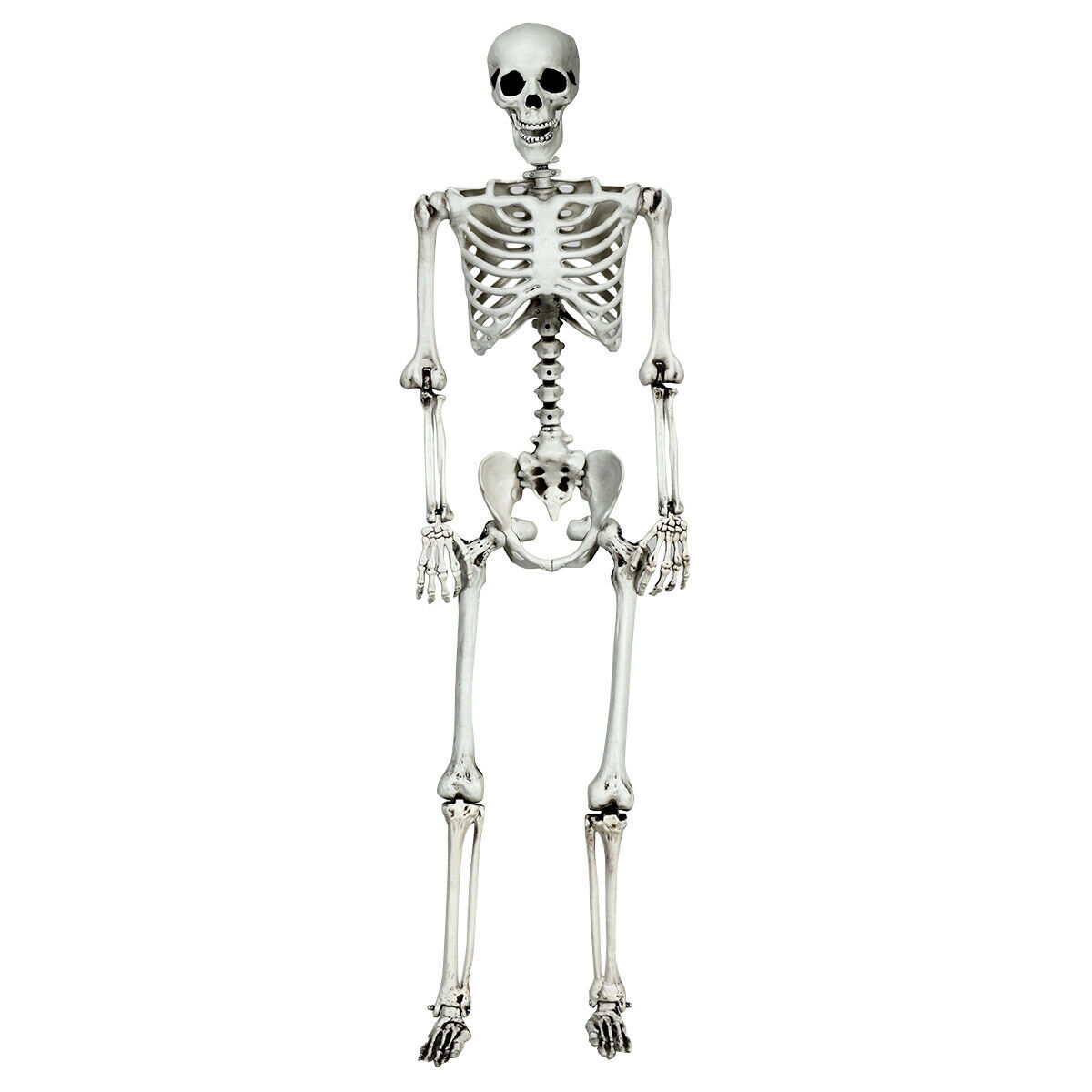 5.4 Feet Halloween Skeleton Life Size Realistic Full Body Hanging - Color: White